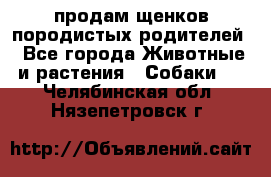 продам щенков породистых родителей - Все города Животные и растения » Собаки   . Челябинская обл.,Нязепетровск г.